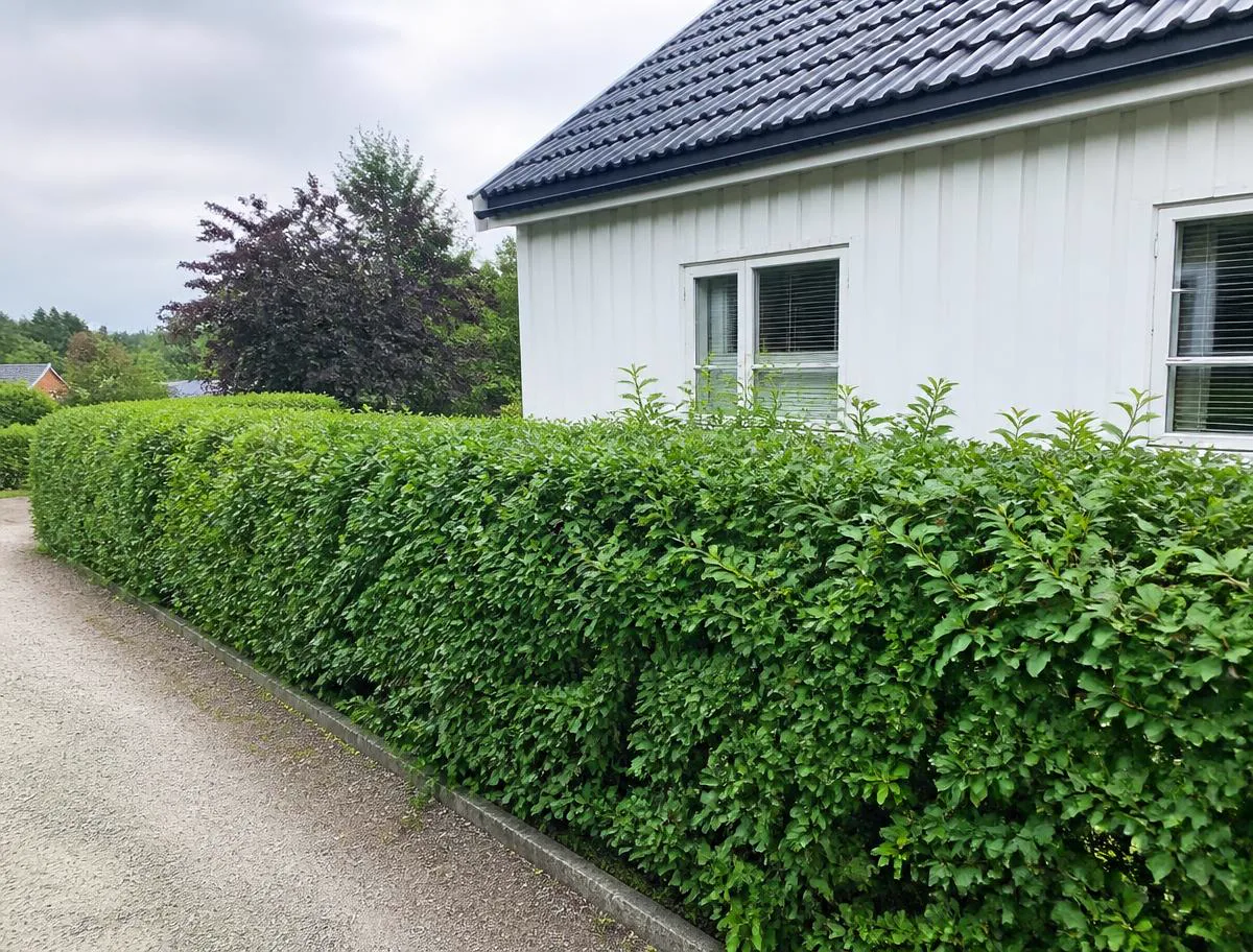 Nyklippet hekk ved en norsk bolig